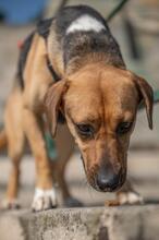 ORION, Hund, Beagle-Mix in Hanau - Bild 14