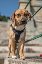 ORION, Hund, Beagle-Mix in Hanau - Bild 15