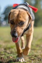 ORION, Hund, Beagle-Mix in Hanau - Bild 16