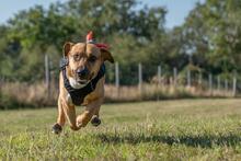 ORION, Hund, Beagle-Mix in Hanau - Bild 17