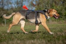 ORION, Hund, Beagle-Mix in Hanau - Bild 18