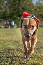 ORION, Hund, Beagle-Mix in Hanau - Bild 19