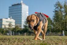 ORION, Hund, Beagle-Mix in Hanau - Bild 20