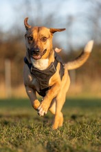 ORION, Hund, Beagle-Mix in Hanau - Bild 22