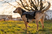 ORION, Hund, Beagle-Mix in Hanau - Bild 23