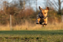 ORION, Hund, Beagle-Mix in Hanau - Bild 24