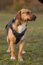 ORION, Hund, Beagle-Mix in Hanau - Bild 25