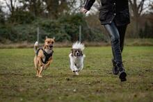 ORION, Hund, Beagle-Mix in Hanau - Bild 26