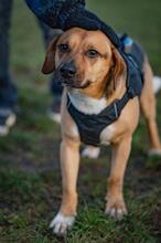 ORION, Hund, Beagle-Mix in Hanau - Bild 27