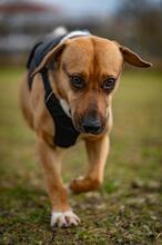 ORION, Hund, Beagle-Mix in Hanau - Bild 28