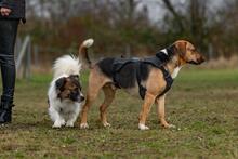 ORION, Hund, Beagle-Mix in Hanau - Bild 29