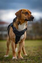 ORION, Hund, Beagle-Mix in Hanau - Bild 30