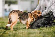 ORION, Hund, Beagle-Mix in Hanau - Bild 6