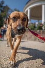 ORION, Hund, Beagle-Mix in Hanau - Bild 8