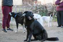 PHARAO, Hund, Mischlingshund in Griechenland - Bild 6