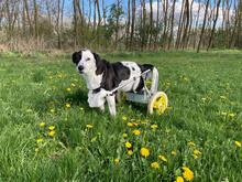 FELIX, Hund, Mischlingshund in Kroatien - Bild 2