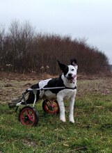 FELIX, Hund, Mischlingshund in Kroatien - Bild 4