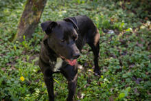 NUBA, Hund, Staffordshire Bull Terrier-Mix in Kroatien - Bild 1