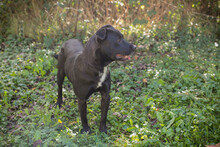 NUBA, Hund, Staffordshire Bull Terrier-Mix in Kroatien - Bild 2