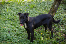 NUBA, Hund, Staffordshire Bull Terrier-Mix in Kroatien - Bild 3