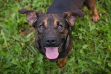 FERDI, Hund, Mischlingshund in Kroatien - Bild 1