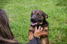 FERDI, Hund, Mischlingshund in Kroatien - Bild 11