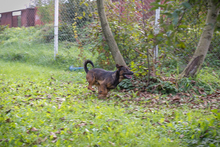 FERDI, Hund, Mischlingshund in Kroatien - Bild 3