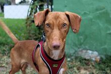 TRUMAN, Hund, Podenco Maneto in Spanien - Bild 1