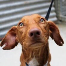 TRUMAN, Hund, Podenco Maneto in Spanien - Bild 2