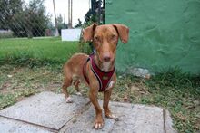 TRUMAN, Hund, Podenco Maneto in Spanien - Bild 3