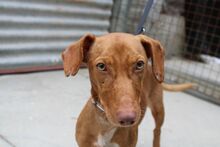 TRUMAN, Hund, Podenco Maneto in Spanien - Bild 5