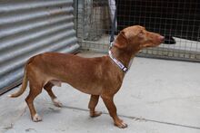 TRUMAN, Hund, Podenco Maneto in Spanien - Bild 6