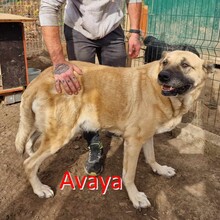 AVAYA, Hund, Mischlingshund in Bulgarien - Bild 11