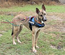 MAX, Hund, Malinois-Mix in Spanien - Bild 2