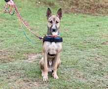 MAX, Hund, Malinois-Mix in Spanien - Bild 3