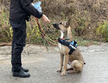 MAX, Hund, Malinois-Mix in Spanien - Bild 4