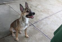 MAX, Hund, Malinois-Mix in Spanien - Bild 6