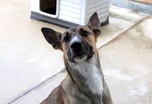 MAX, Hund, Malinois-Mix in Spanien - Bild 8