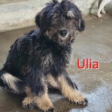 ULIA, Hund, Mischlingshund in Bulgarien - Bild 1