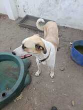 RALPH, Hund, Mastin del Pirineos in Spanien - Bild 2