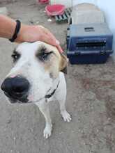 RALPH, Hund, Mastin del Pirineos in Spanien - Bild 3