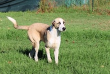 RALPH, Hund, Mastin del Pirineos in Spanien - Bild 4