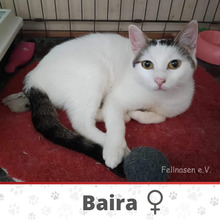BAIRA, Katze, Europäisch Kurzhaar in Bulgarien