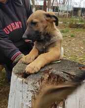 FELIX, Hund, Mischlingshund in Rumänien - Bild 10