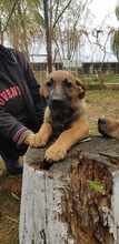 FELIX, Hund, Mischlingshund in Rumänien - Bild 11