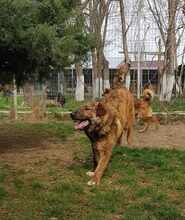 TIGGER, Hund, Mischlingshund in Rumänien - Bild 3