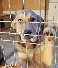 TARIK, Hund, Mischlingshund in Rumänien - Bild 4