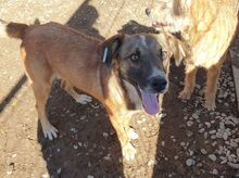 NICO, Hund, Mischlingshund in Rumänien - Bild 13