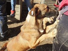 NICO, Hund, Mischlingshund in Rumänien - Bild 14