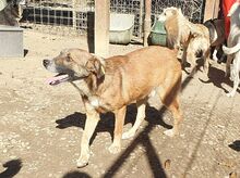 NICO, Hund, Mischlingshund in Rumänien - Bild 16